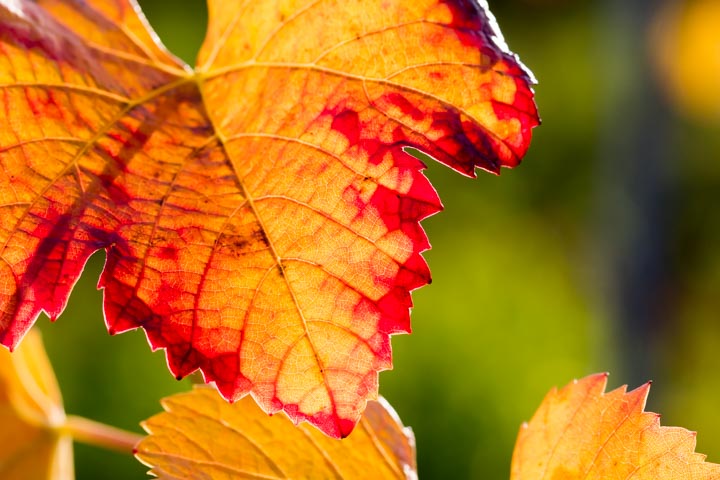 Foto Idee Herbst Reben Makro