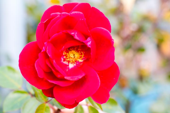Rote Rose in den Reben im Herbst